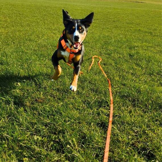 Schleppleine 5m / 7,5m • WOOFLEX® Sunset Orange