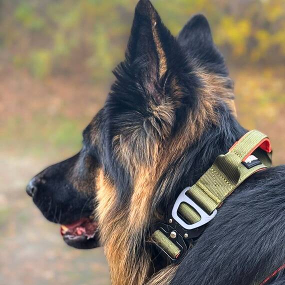 Tactical Halsband • gepolstert + verstellbar • Hunter Glow