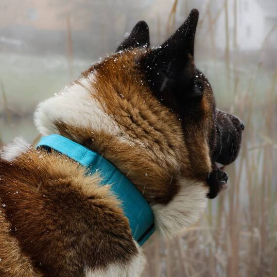 Tactical Halsband • gepolstert + verstellbar • Arctic Sky