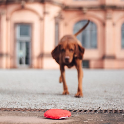 Ein Hundespielzeug liegt auf dem Boden. Aus dem Hintergrund pirscht sich ein Magyar Vizsla an.
