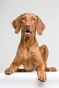 Hund sieht einen aufmerksam an