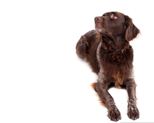 Ein brauner Jagdhund liegt auf dem Boden und schaut aufmerksam nach oben