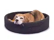 Hundekörbchen mit hohem Rand aus Schurwollfilz. Ein Beagle möchte offenbar gar nicht mehr aufstehen.
