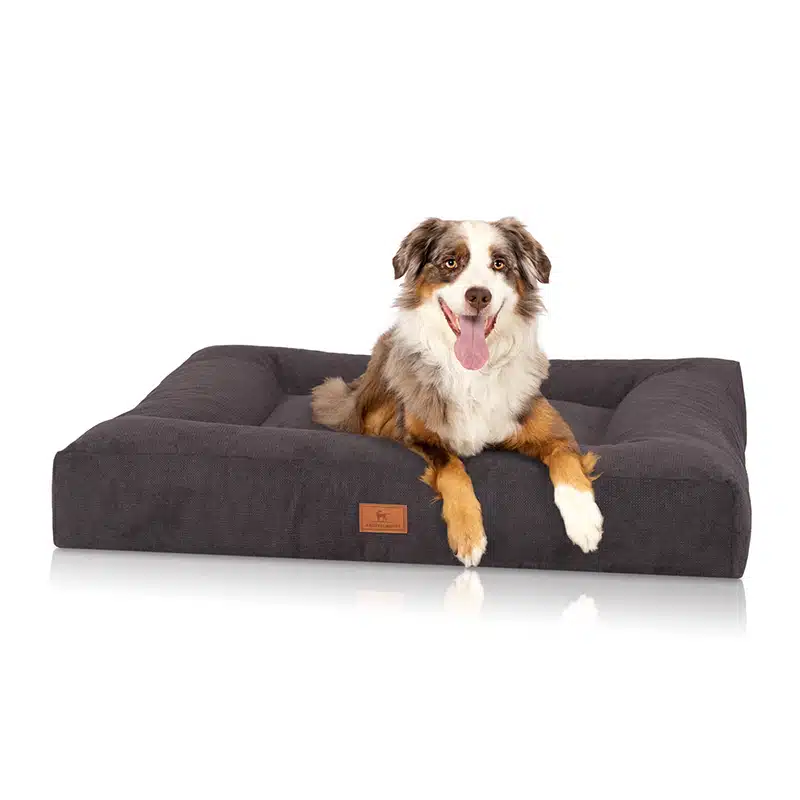 Hundebett mit breitem, niedrigen Rand und Velours-Bezug in dunkelgrau, darauf ein Australian Shepherd