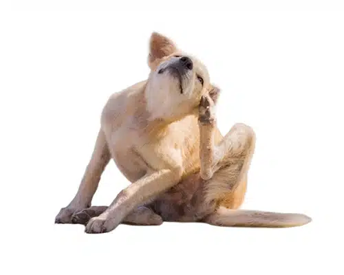 Allergiker-Hunde
